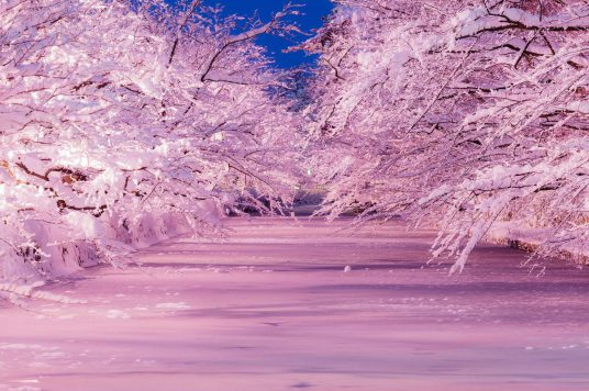弘前公園　冬に咲く桜
